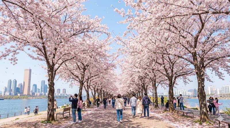 2026 Seoul Cherry Blossom Guide -- The Best Spots, Timing, and Tips for Spring